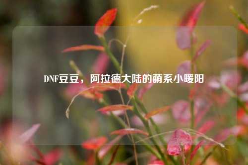 DNF豆豆，阿拉德大陆的萌系小暖阳
