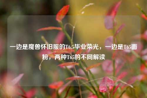 一边是魔兽怀旧服的T6.5毕业荣光,一边是T65面粉,两种T65的不同解读