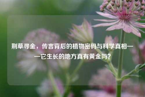 荆草寻金,传言背后的植物密码与科学真相——它生长的地方真有黄金吗?