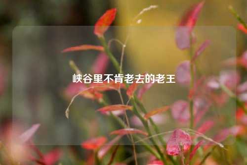 峡谷里不肯老去的老王