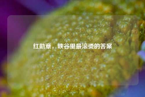 红勋章，峡谷里最滚烫的答案